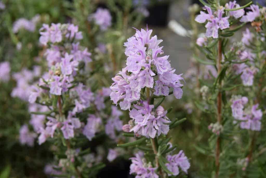 Rosmarinus officinalis 'Majorca Pink' 20-30 cm